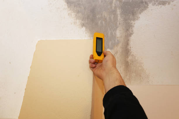 Mold Remediation for Rental Properties in Luverne, MN