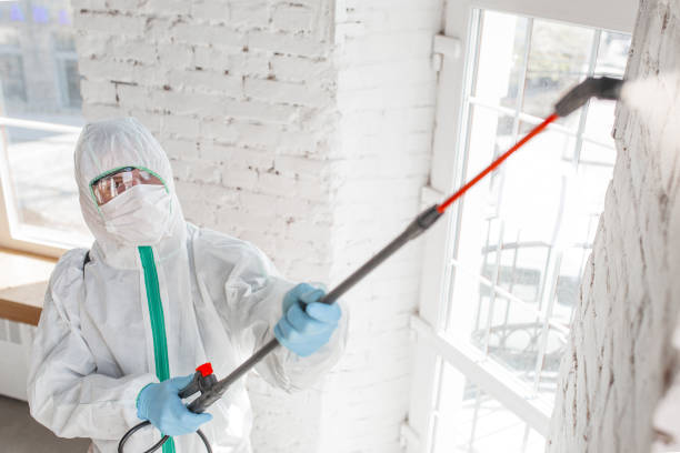 Reliable Luverne, MN Mold Removal Solutions
