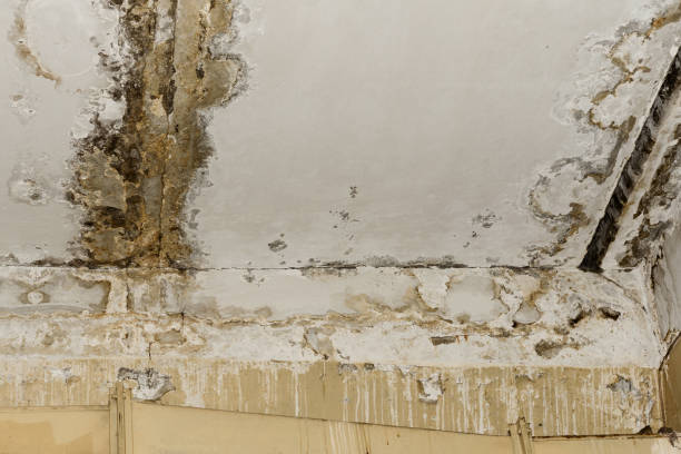 Best HVAC Mold Inspection and Cleaning  in Luverne, MN