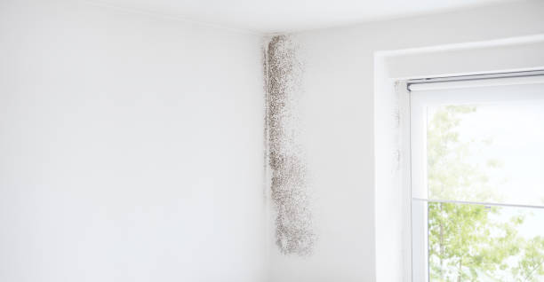 Best Mold Remediation for Healthcare Facilities  in Luverne, MN