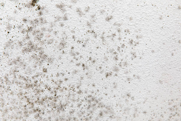Best Water Damage & Mold Remediation  in Luverne, MN