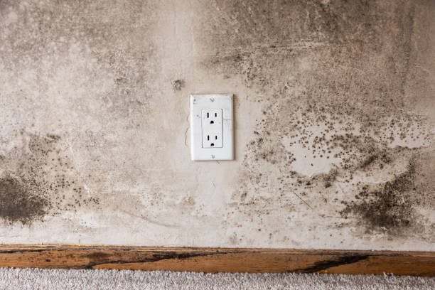 Best Real Estate Mold Inspection  in Luverne, MN