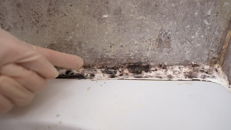 Best Mold Documentation for Insurance Claims  in Luverne, MN